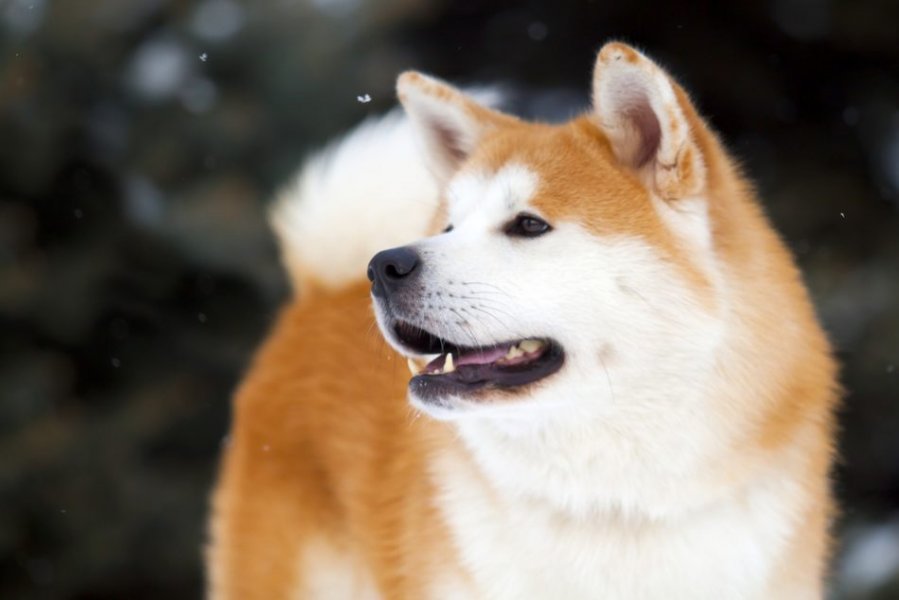 AkitaInu1950x634