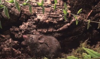 Ovaj miš  pjeva da bi imao seks (VIDEO)