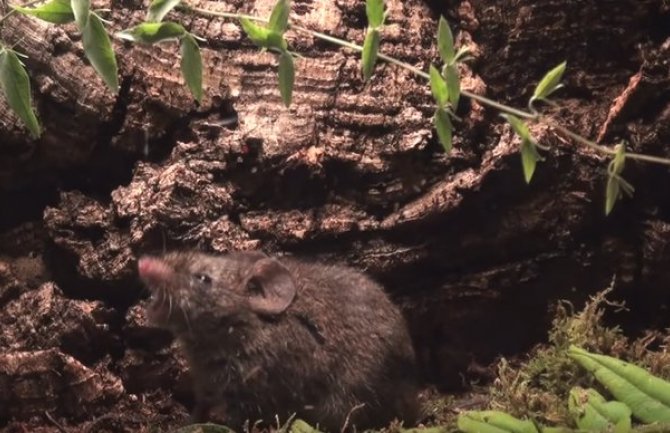 Ovaj miš  pjeva da bi imao seks (VIDEO)