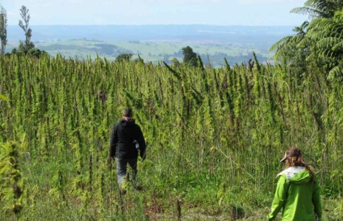 Nikšićanka o radu na plantažama kanabisa: Dosadan posao ali mjesečno se zaradi i do 3 hiljade eura