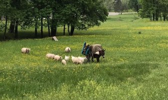 Pješke iz Trsta krenuo u Siriju, saputnici mu magare, ovce, koze i pas (FOTO)