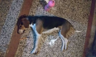 Otrovan vlasnički pas u centru Podgorice, prosut otrov na igralištu