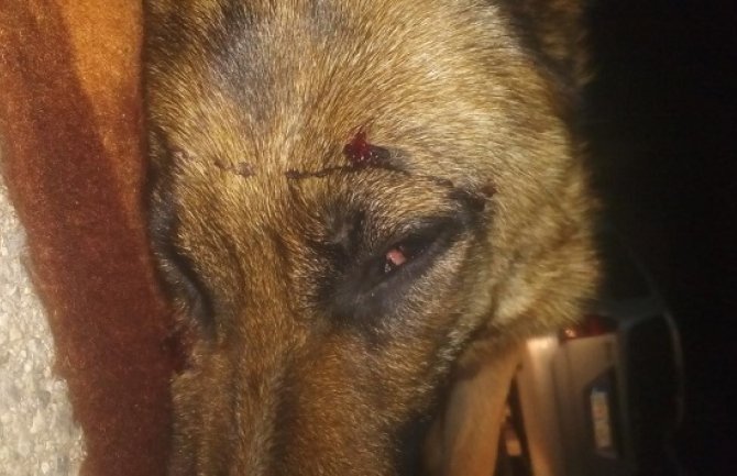 Ženki rase vučjak i štenetu  pucali u glavu (FOTO)