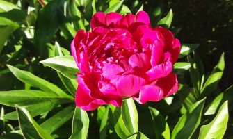 Danas sunčano, do 31 stepen