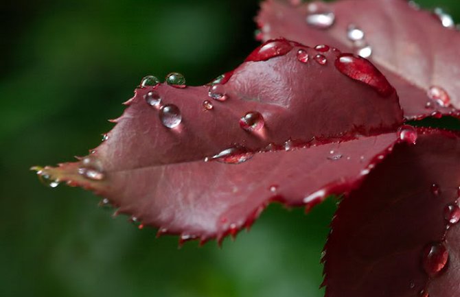 Promjenljivo oblačno, mjestimično kiša