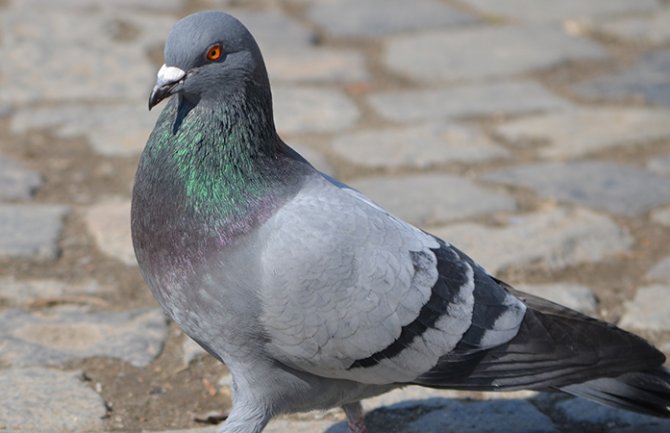 Evo kakvo nas vrijeme očekuje za dane vikenda