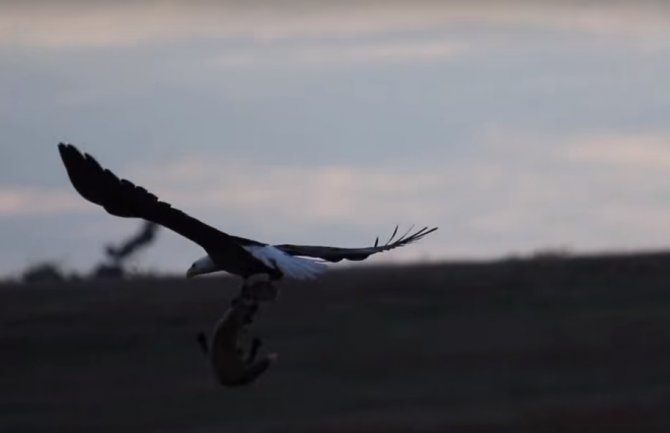 Nevjerovatan prizor: Lisica uhvatila zeca, a onda orao uhvatio oboje (VIDEO)