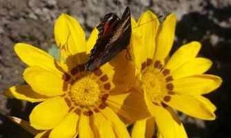 Sunčano uz kratak razvoj oblačnosti, temperatura do 32 stepena