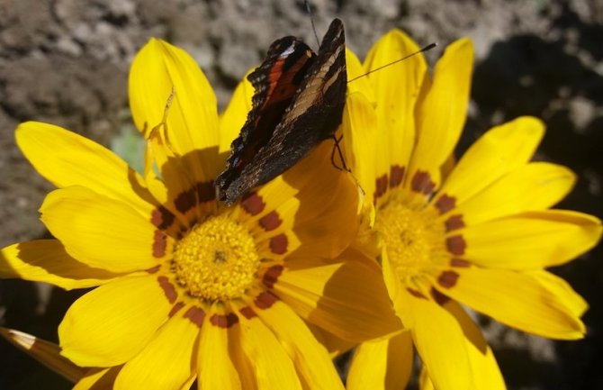 Sunčano uz kratak razvoj oblačnosti, temperatura do 32 stepena