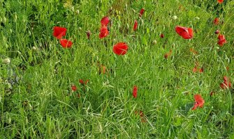 Pretežno sunčano i toplo, lokalno moguća kiša