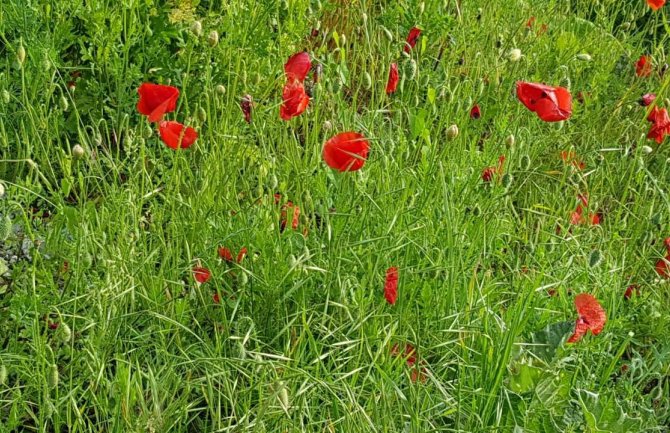 Pretežno sunčano i toplo, lokalno moguća kiša