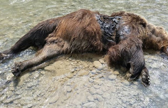 Veterinar utvrdio: Mrki medvjed odstrijeljen(FOTO)