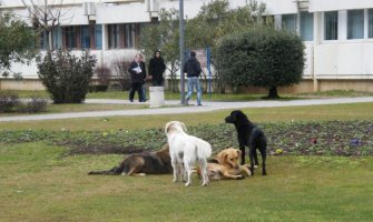 Budva: Psi napali troje djece