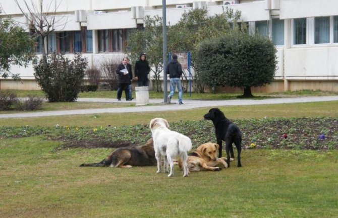 Budva: Psi napali troje djece