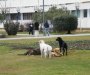 Budva: Psi napali troje djece