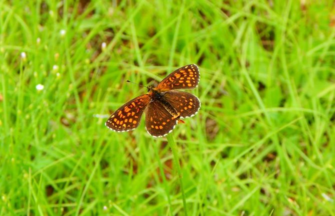 Promjenljivo oblačno, u drugom dijelu dana ponegdje kiša