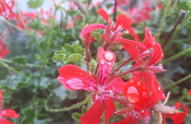 Oblačno sa kišom, na sjeveru pljuskovi