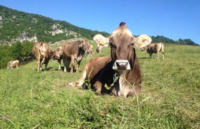 Farmeri danas odlučuju nastavlja li se ili obustavlja isporuka mlijeka