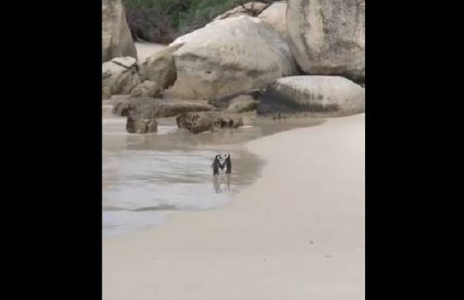 Neodoljivi snimak dva afrička pingvina vraća vjeru u ljubav (Video)