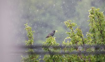 Nestabilno, mjestimično kiša, do 33 stepena