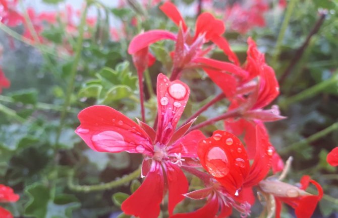 Poslijepodne kiša i pljuskovi, do 32 stepena