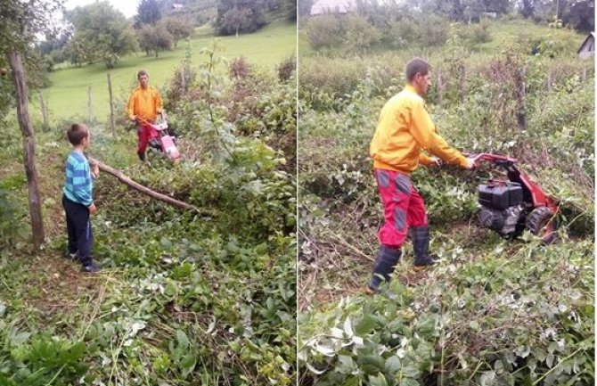 Pokošene bjelopoljske maline (VIDEO)