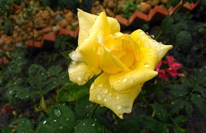 Danas sunčano, popodne moguća kiša