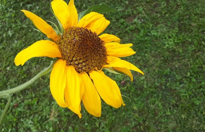 Promjenljivo, poslijepodne kiša 