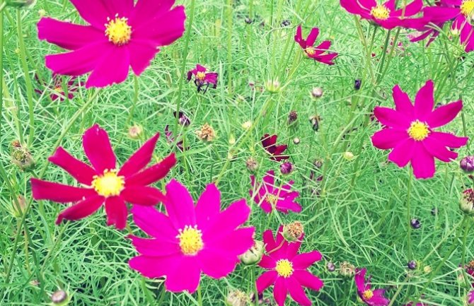 Evo kakvo nas vrijeme očekuje za dane vikenda