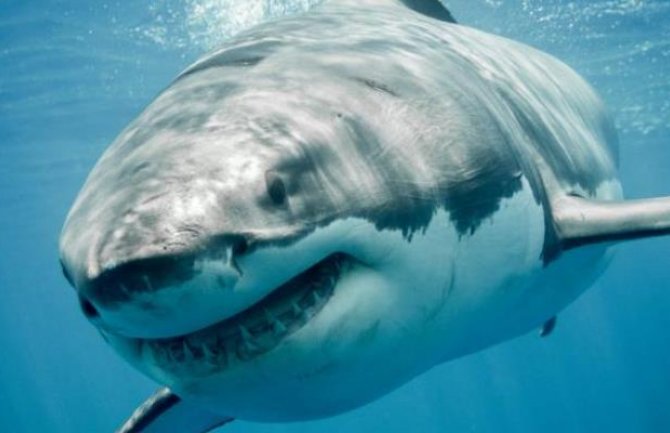 Sa toplijim strujama sve češći i napadi morskih pasa (VIDEO)