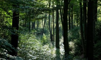 Švedska i EU u sukobu zbog sječe šuma