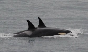 Orka se nakon 17 dana borbe oprostila od mladunčeta (VIDEO)