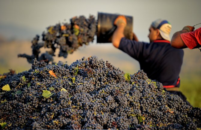 Dnevno se ubere oko 350 hiljada kilograma 