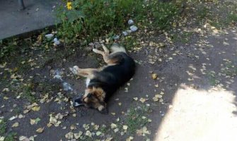 Masovno trovanje pasa i mačaka u Mojkovcu (FOTO)