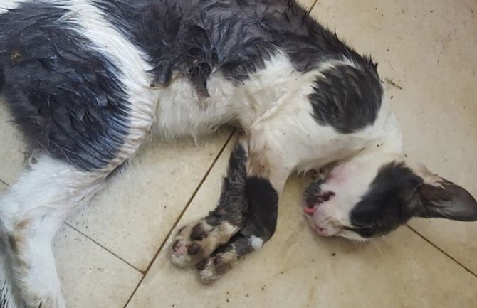 Novo trovanje pasa i mačaka, ovog puta u Tivtu 