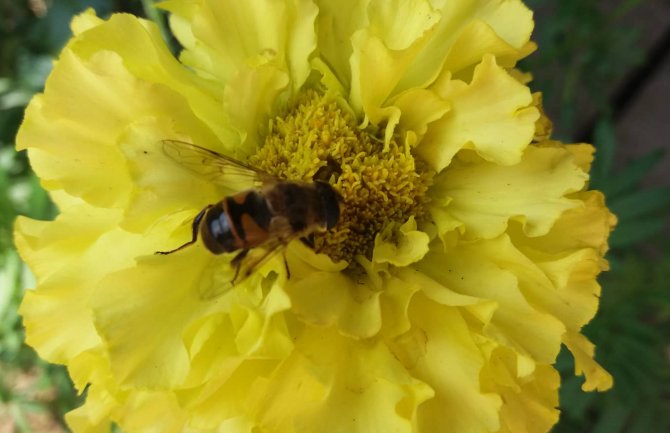 Sunčano i toplo, do 35 stepeni