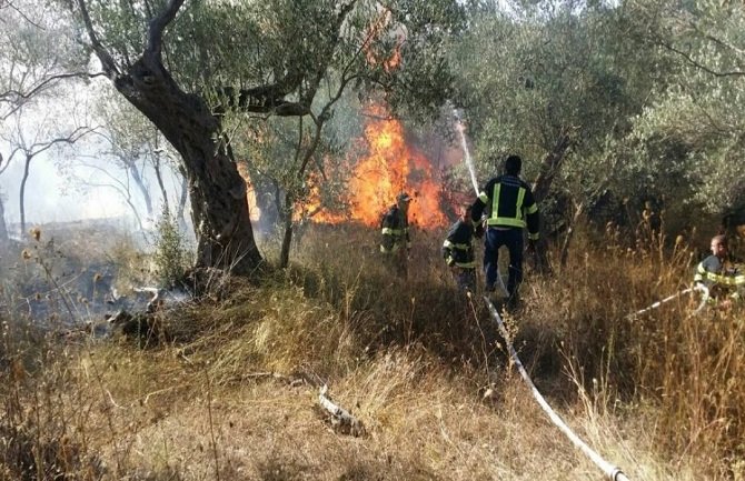 U požaru u Ulcinju izgorjelo na desetine stabala stoljetnih maslina