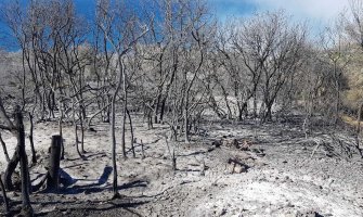 Alarmantno u Ulcinju: Vatra zahvatila i pojas uz more, uništeno stotine stabala masline(VIDEO)