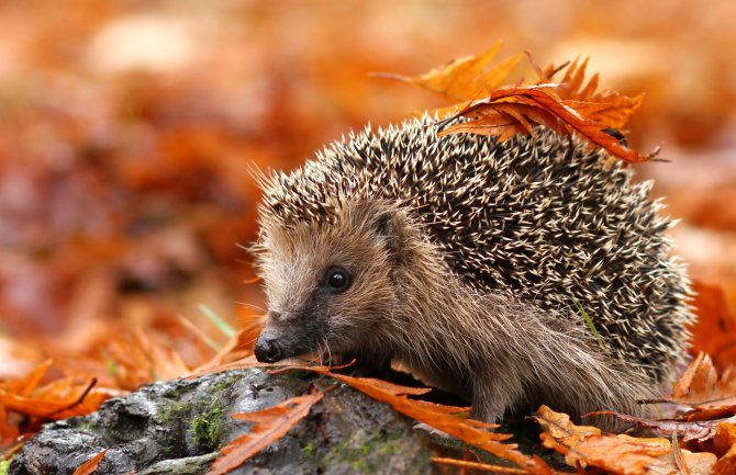 Promjenljivo oblačno, moguća slaba kiša