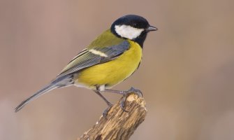 Sunčano i danas, krajem dana naoblačenje i kiša