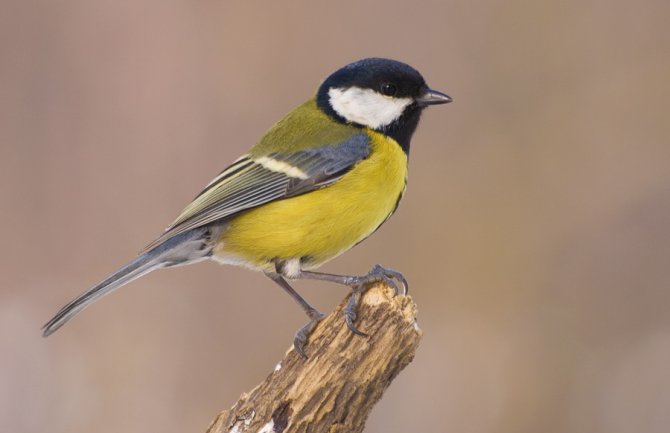 Sunčano i danas, krajem dana naoblačenje i kiša