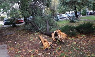 U Tivtu vjetar obarao stabla 