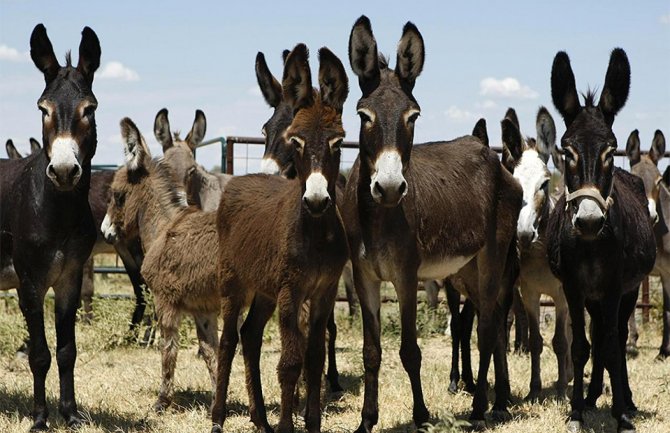 Novogodišnji bal sa magarcima u nedjelju, prihod ide za kupovinu reciklomata za ishranu napuštenih pasa