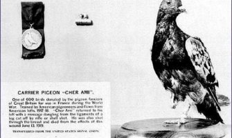 Neopjevani heroji I svjetskog rata: Golub spasio živote 194 vojnika