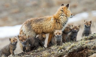 Počela vakcinacija lisica i divljih mesojeda protiv bjesnila, mamci se mogu naći u prirodi, obratite pažnju