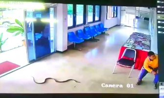 Zmija ušetala u policijsku stanicu i izvukla deblji kraj (VIDEO)