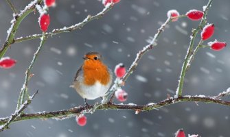 Padavine, u drugom dijelu dana razvedravanje
