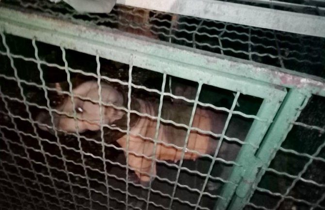 Napušteni psi u Maslinama, neki uginuli od gladi