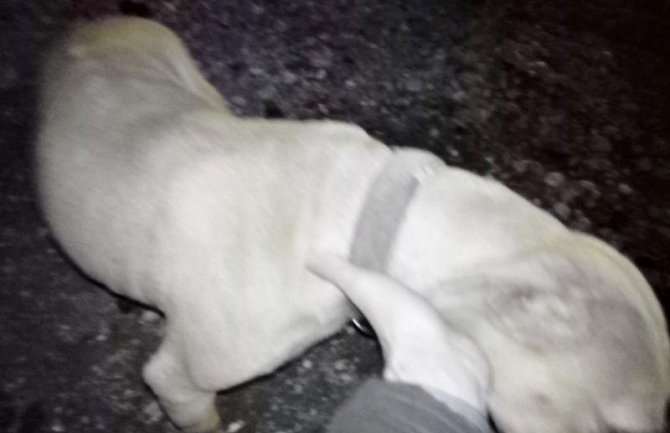 ODT formiralo predmet, policija provjerava da li je bilo borbi pasa