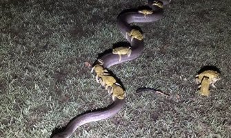 Kad muka primora: Žabe spas od poplave pronašle na leđima pitona(VIDEO)